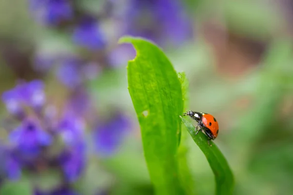 Closeup of red ladybug on top of green leaf with a soft blurred background. — Stock Photo, Image