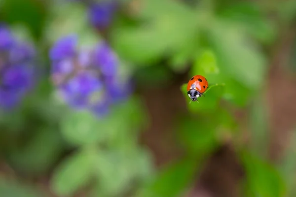 Primer plano de mariquita roja en la parte superior de la hoja verde con un fondo borroso suave . — Foto de Stock