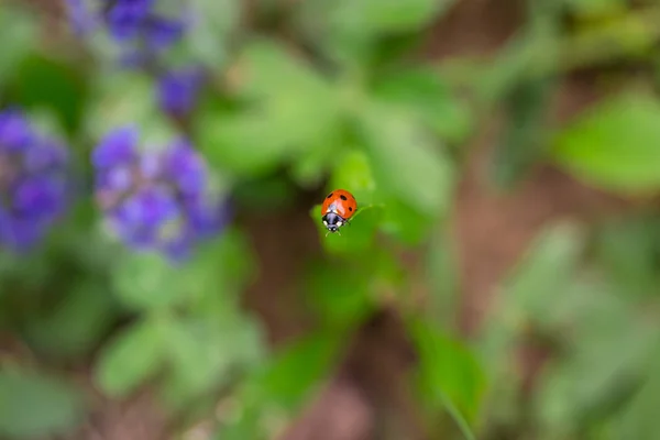 Close-up van rode lieveheersbeestje op de top van groene blad met een zachte vervaagde achtergrond. — Stockfoto