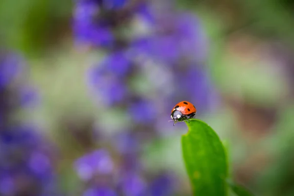 Close-up van rode lieveheersbeestje op de top van groene blad met een zachte vervaagde achtergrond. — Stockfoto