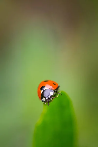 Closeup of red ladybug on top of green leaf with a soft blurred background. — Stock Photo, Image