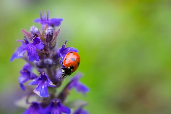 红色瓢虫在紫色花与软模糊背景的特写. — 图库照片