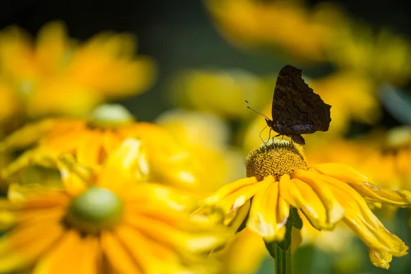 Tmavý černý motýl na krásných žlutých a oranžových květech — Stock fotografie