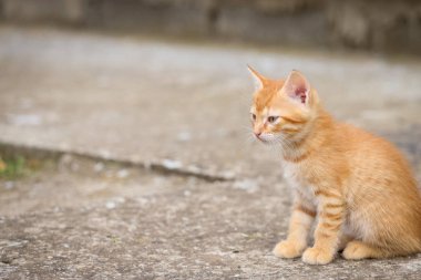 Beton üzerinde yatan genç turuncu erkek kedi
