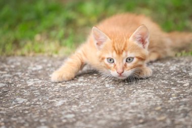 Genç turuncu erkek kedi arka planda bulanık yeşil çim ile beton üzerinde döşeme