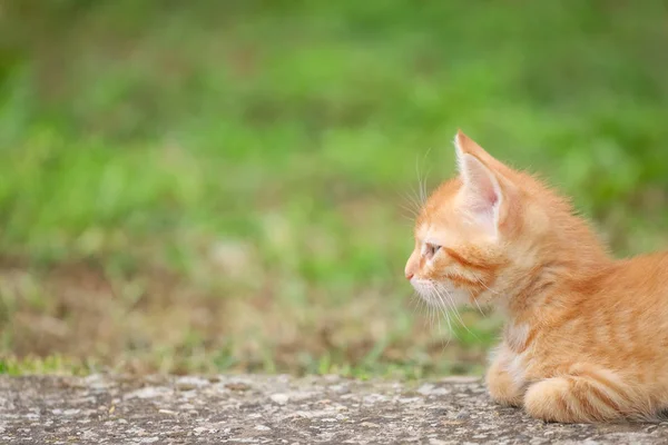 Junge orangefarbene Katze liegt auf Beton mit verschwommenem grünen Gras im Hintergrund — Stockfoto