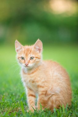 Genç turuncu erkek kedi bulanık yeşil arka plan ile çim üzerinde oturup