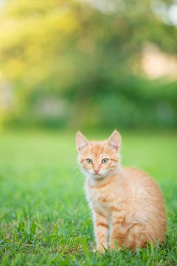 Genç turuncu erkek kedi bulanık yeşil arka plan ile çim üzerinde oturup