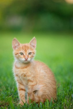 Genç turuncu erkek kedi bulanık yeşil arka plan ile çim üzerinde oturup
