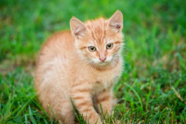 Genç turuncu erkek kedi bulanık yeşil arka plan ile çim üzerinde oturup