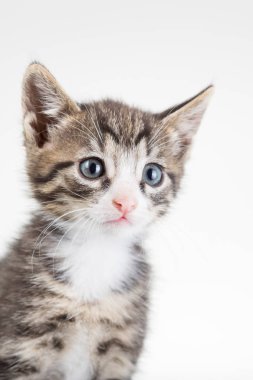 Beyaz arka plan üzerinde stüdyoda mavi gözlü sevimli genç erkek kedi