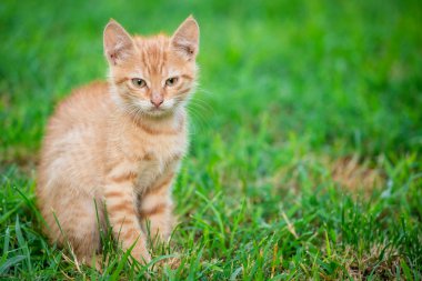Genç turuncu erkek kedi bulanık yeşil arka plan ile çim üzerinde oturup