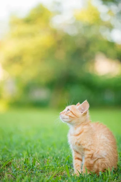 Jeune chat mâle orange assis sur l'herbe avec un fond vert flou — Photo