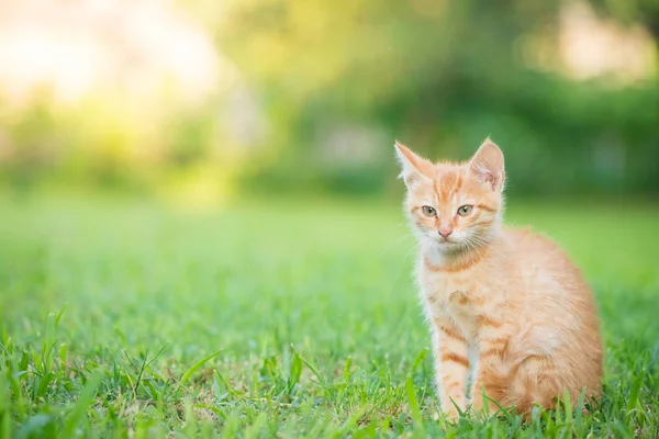 Junge orangefarbene Katze sitzt auf Gras mit verschwommenem grünem Hintergrund — Stockfoto