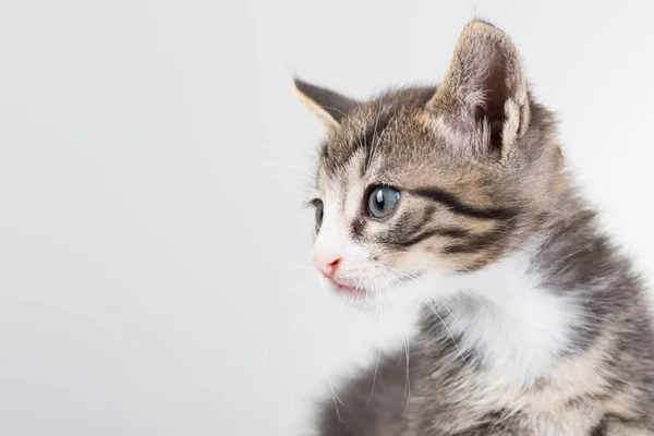 Bonito jovem masculino gato com azul olhos no estúdio no branco fundo — Fotografia de Stock