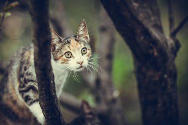 Genç renkli kedi dalların arasında duruyor ve yukarı bakıyor.