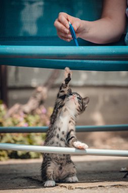 Arka ayakları üzerinde duran küçük sevimli siyah beyaz kaplan kedisi. Elinde kalem olan kız kediyle oynuyor.