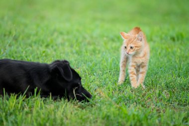 Genç turuncu kedi yeşil çimlerde duruyor ve korkmuş bir şekilde siyah köpeğe bakıyor.