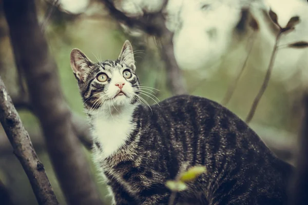 Jovem gato colorido em pé entre os ramos e olhando para cima — Fotografia de Stock