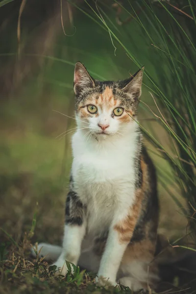 Junge bunte Katze steht auf grünem Gras — Stockfoto