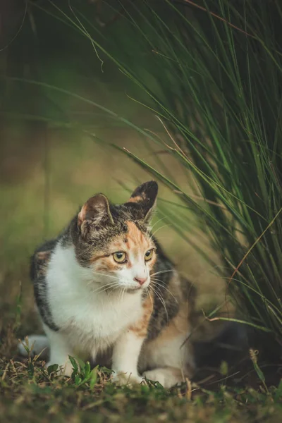 Jonge kleurrijke kat staand op groen gras — Stockfoto