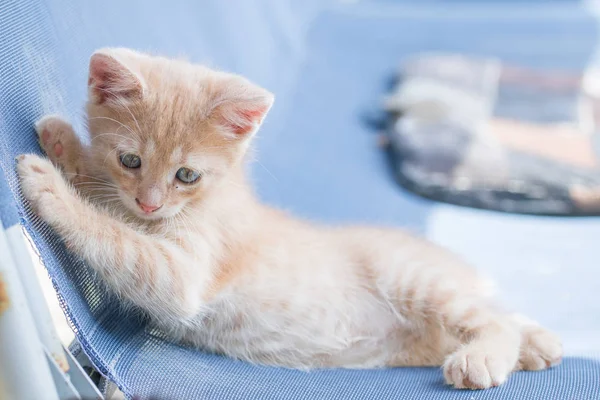 Jeune chat orange mignon aux yeux bleutés sur une balançoire en mesh bleu — Photo