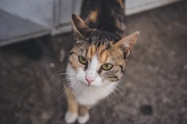 Betonun üzerinde duran renkli kedi kameraya doğru bakıyor. Siyah, beyaz ve turuncu kedi