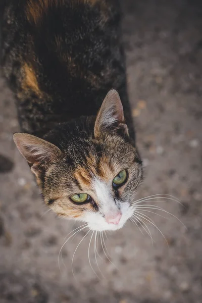 Gato colorido em pé sobre concreto e olhando para cima em direção à câmera. Gato preto, branco e laranja — Fotografia de Stock