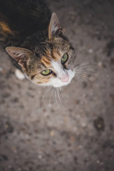Bunte Katze steht auf Beton und blickt in die Kamera. schwarze, weiße und orangefarbene Katze — Stockfoto