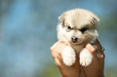 Sibirya Husky 'sinin yakın portresi. Yavru köpek, arka planda mavi gökyüzü olan kadınların elinde.