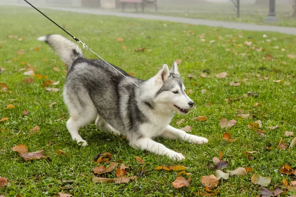 Chien Husky Sibérien Noir Blanc Debout Sur Herbe Verte Avec — Photo