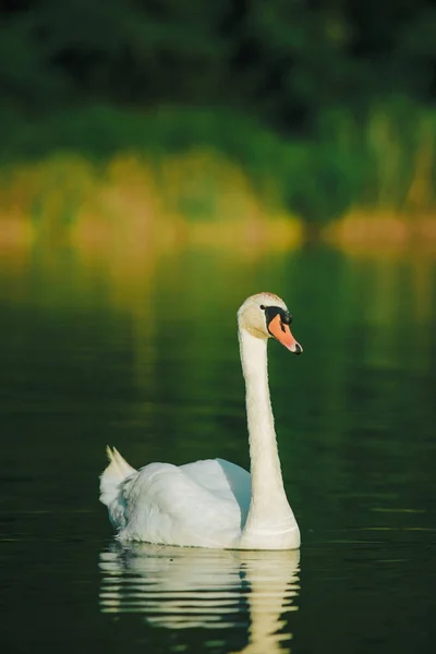 White Swan Swimming Lake Dark Green Water Reflection Water — Stock Photo, Image