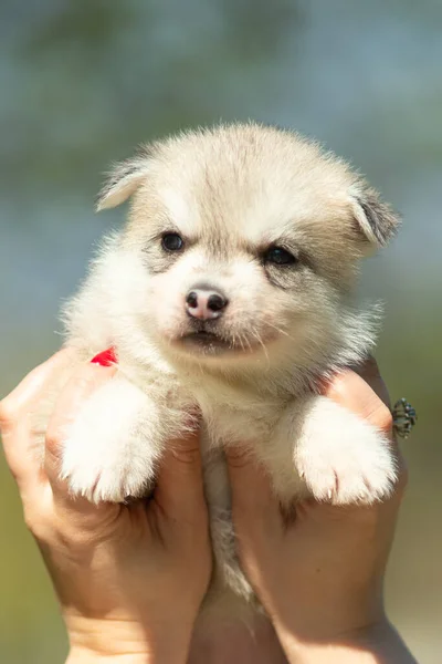 Portretul Lui Siberian Husky Puppy Mâini Femeie Cer Albastru Fundal — Fotografie, imagine de stoc