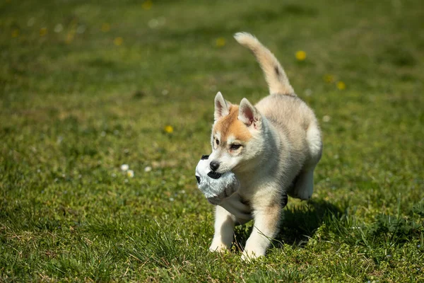 Bílá Oranžová Barva Sibiř Husky Štěně Hrát Trávě — Stock fotografie