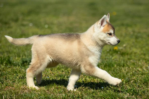 Witte Oranje Kleur Siberische Husky Puppy Spelen Het Gras — Stockfoto