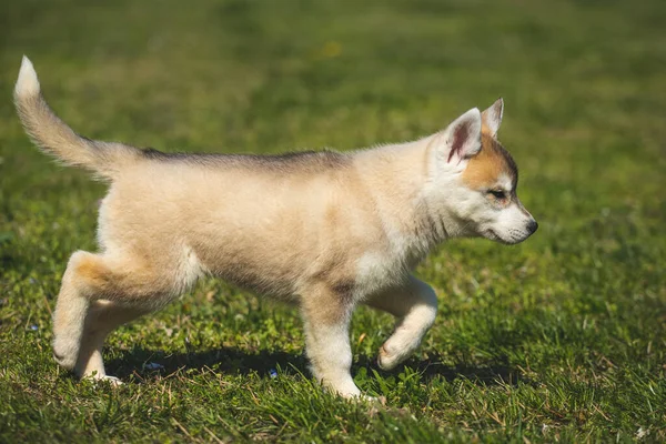 Beyaz Turuncu Renkli Sibirya Husky Köpeği Çimenlerde Oynuyor — Stok fotoğraf