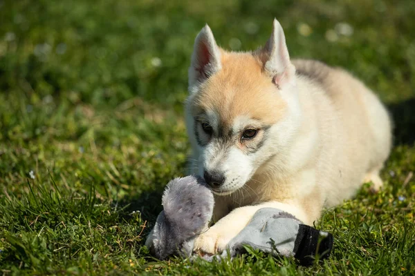 白とオレンジ色シベリアハスキー子犬遊びます上の草 — ストック写真