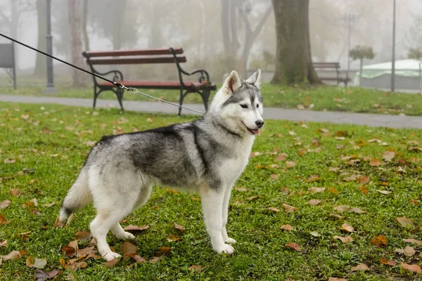 Schwarz Weißer Siberian Husky Hund Steht Auf Grünem Gras Mit lizenzfreie Stockfotos