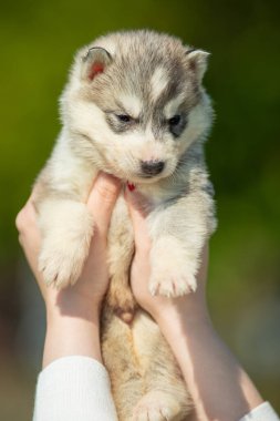 Kadın elinde siyah, beyaz ve turuncu renkli Sibirya Husky köpeği tutuyor. Yeşil arka planı olan genç bir köpek..