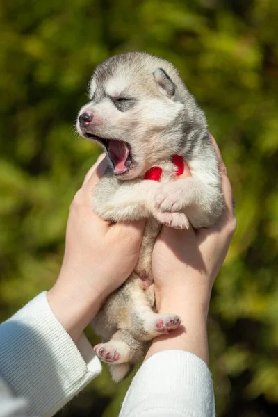 Kobieta Trzyma Rękach Czarnego Białego Pomarańczowego Syberyjskiego Szczeniaka Husky Ego — Zdjęcie stockowe