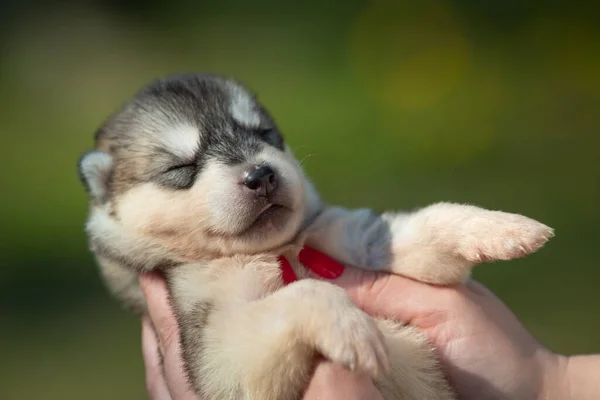 Fekete Fehér Narancssárga Színű Szibériai Husky Kiskutyát Tart Kezében Fiatal — Stock Fotó