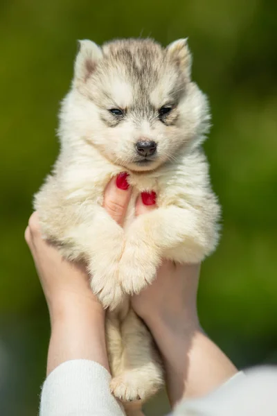 女人手里拿着黑色 白色和橙色西伯利亚哈士奇犬 有绿色背景的小狗 — 图库照片