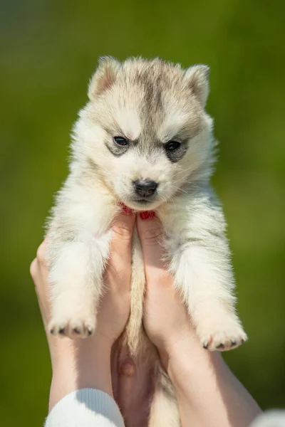 Kobieta Trzyma Rękach Czarnego Białego Pomarańczowego Syberyjskiego Szczeniaka Husky Ego — Zdjęcie stockowe