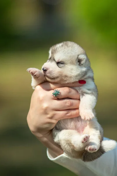 Fekete Fehér Narancssárga Színű Szibériai Husky Kiskutyát Tart Kezében Fiatal — Stock Fotó