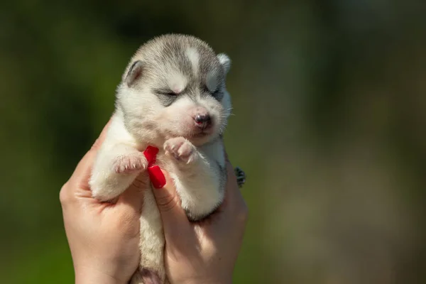 女性は黒 オレンジのシベリアのハスキー子犬を手に持っています 緑の背景を持つ若い犬 — ストック写真