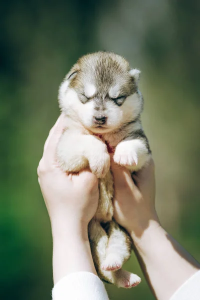 Kadın Elinde Siyah Beyaz Turuncu Renkli Sibirya Husky Köpeği Tutuyor — Stok fotoğraf