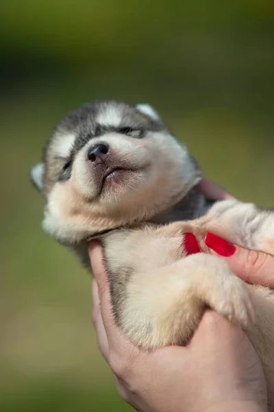 Donna Tiene Mano Cucciolo Siberiano Husky Colore Nero Bianco Arancione — Foto Stock