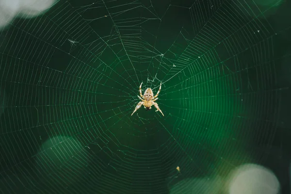 Evropský Zahradní Pavouk Kříž Pavouk Araneus Diadematus Sedící Pavučině Detailní — Stock fotografie