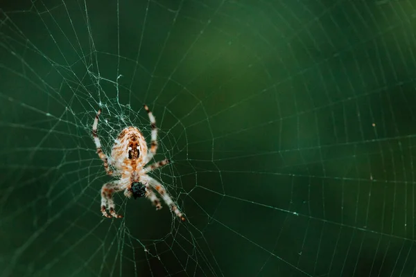 Evropský Zahradní Pavouk Kříž Pavouk Araneus Diadematus Sedící Pavučině Detailní — Stock fotografie