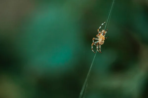 Spider Giardino Europeo Ragno Croce Araneus Diadematus Seduto Una Ragnatela — Foto Stock